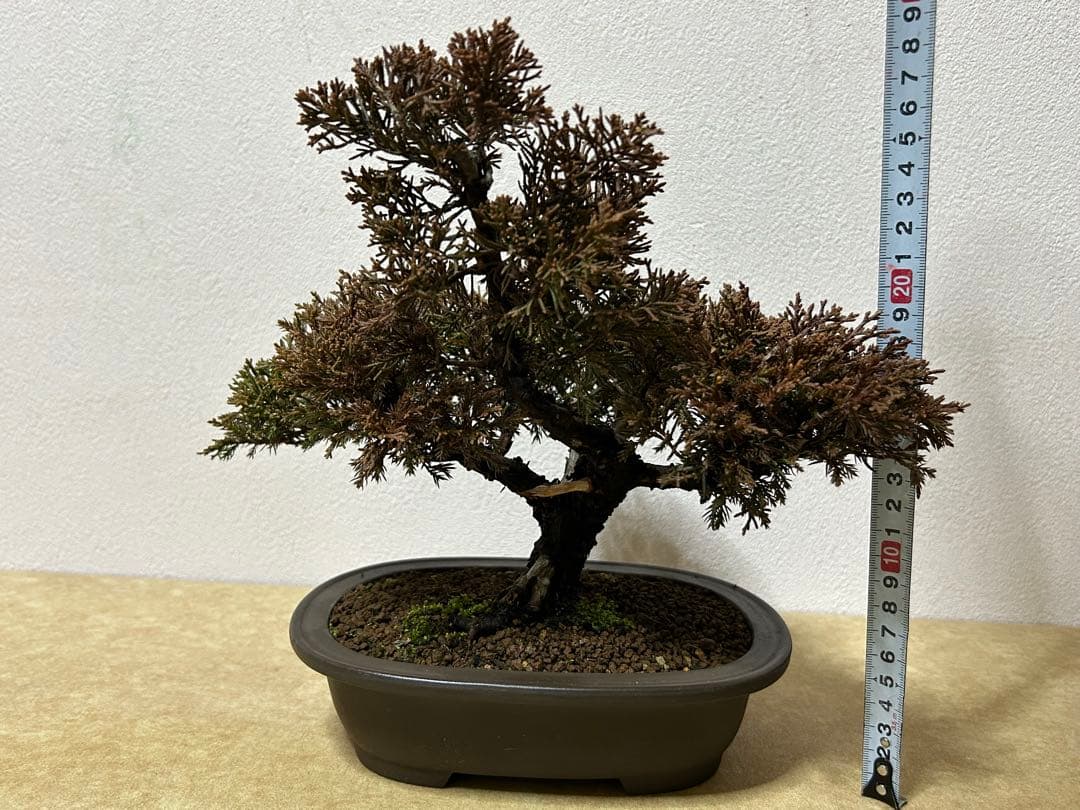 糸魚川真柏　盆栽　小品盆栽