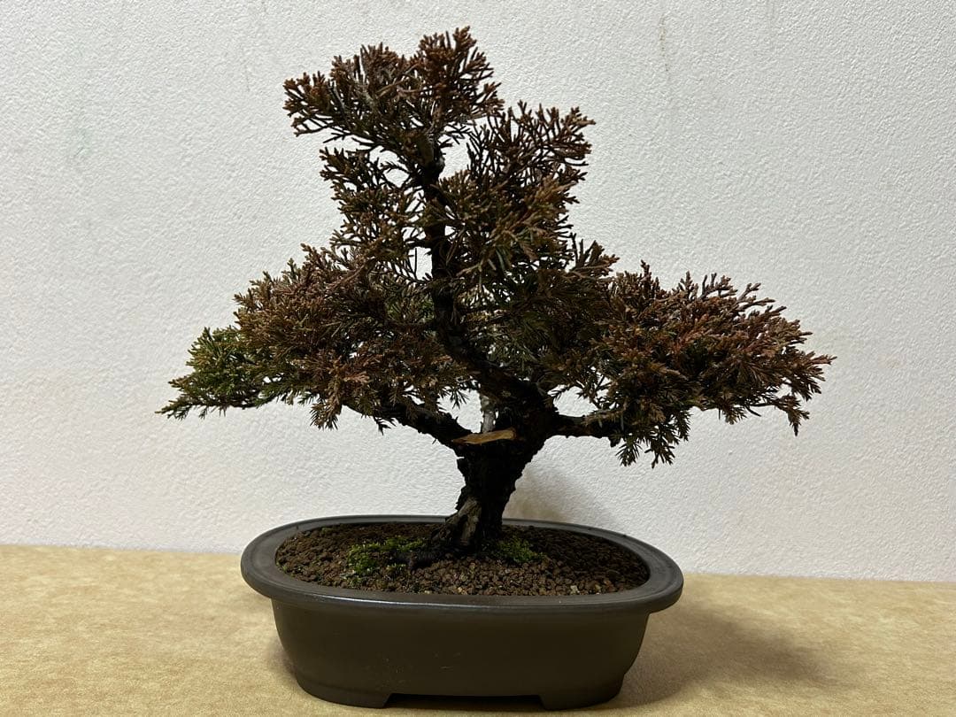 糸魚川真柏　盆栽　小品盆栽