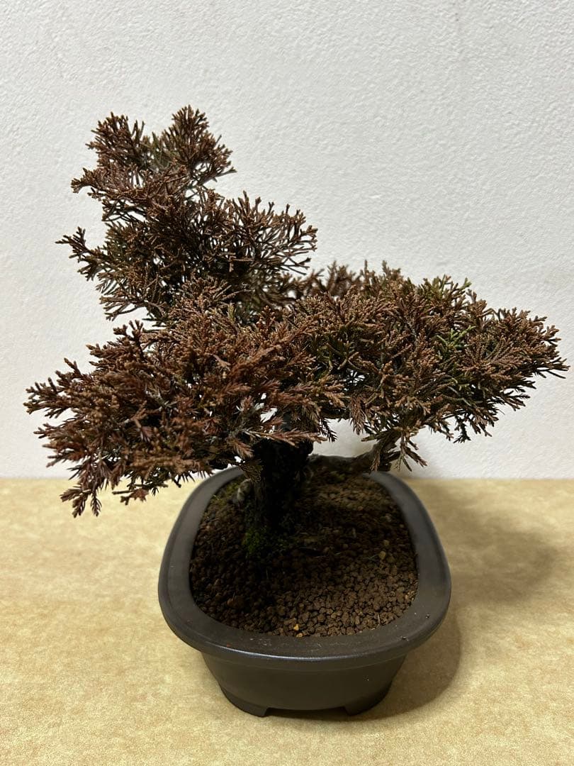 糸魚川真柏　盆栽　小品盆栽