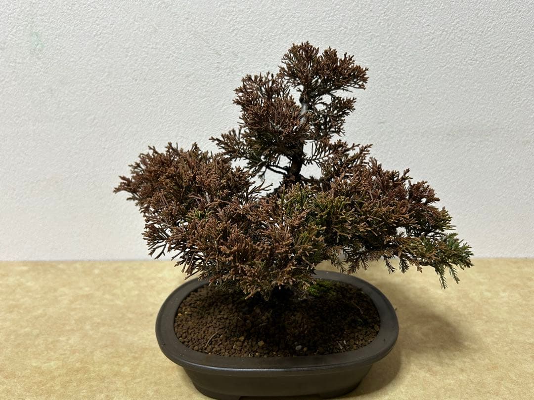 糸魚川真柏　盆栽　小品盆栽