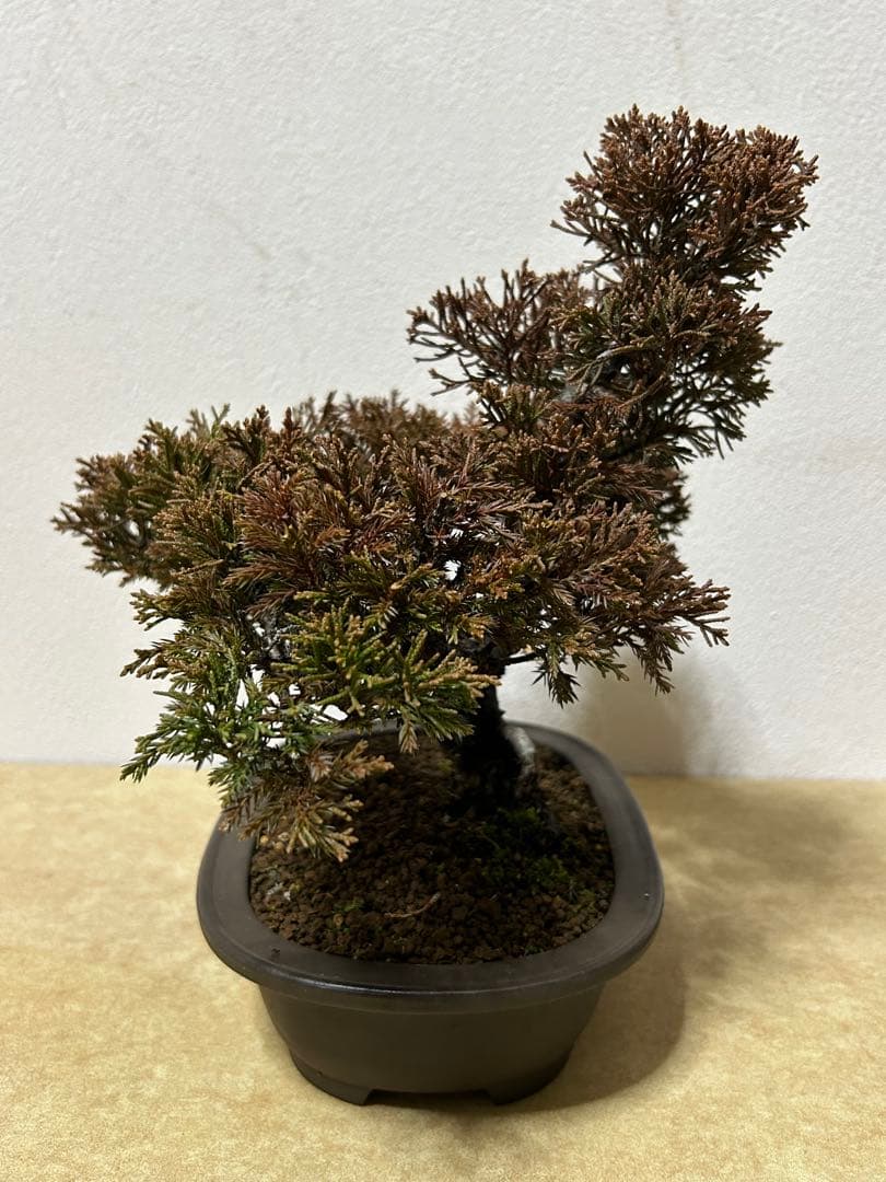 糸魚川真柏　盆栽　小品盆栽