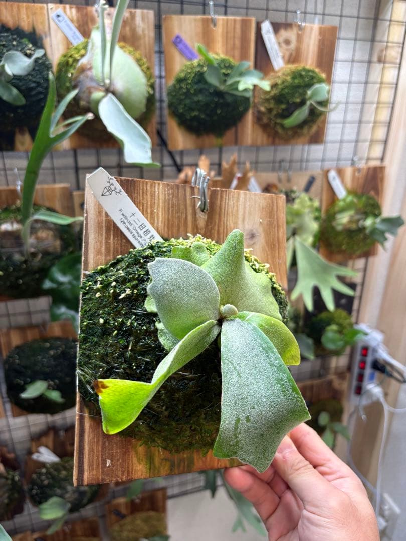 OMEGA×gqgq 12田植栽