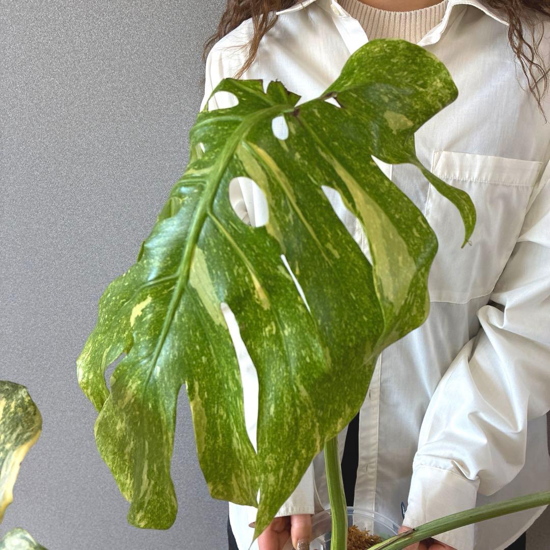 超絶希少❗️モンステラ　デリシオーサ　グリーンスノー✨