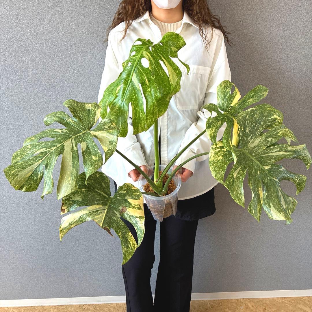 超絶希少❗️モンステラ　デリシオーサ　グリーンスノー✨