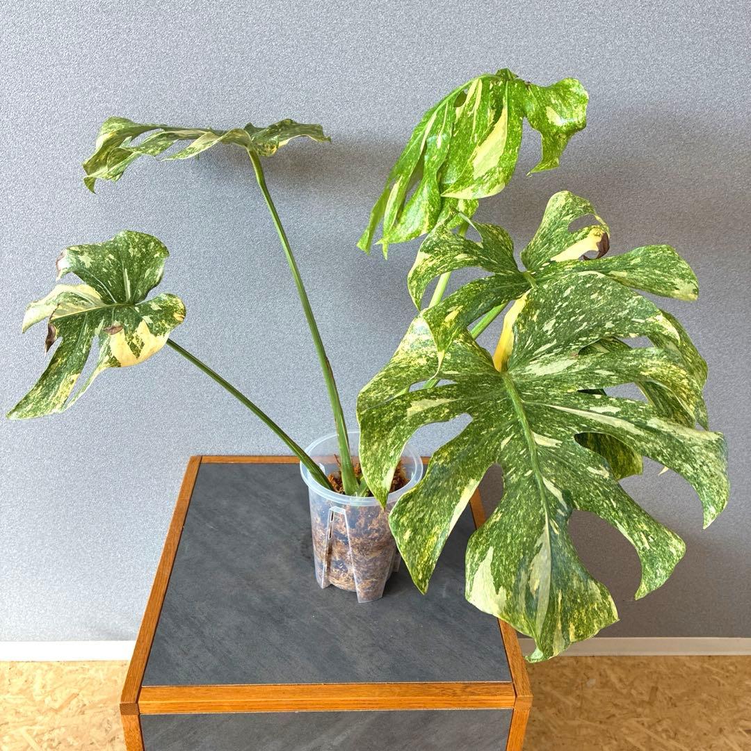 超絶希少❗️モンステラ　デリシオーサ　グリーンスノー✨