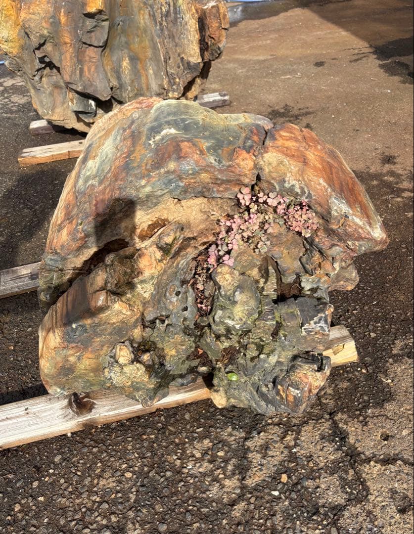 天然木化石 丸太状原石 庭石 観賞石 オブジェ 80cm級