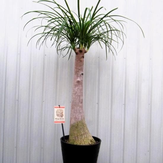 現物「トクリラン・ポニーテール」８号　Beaucarnea recurvata