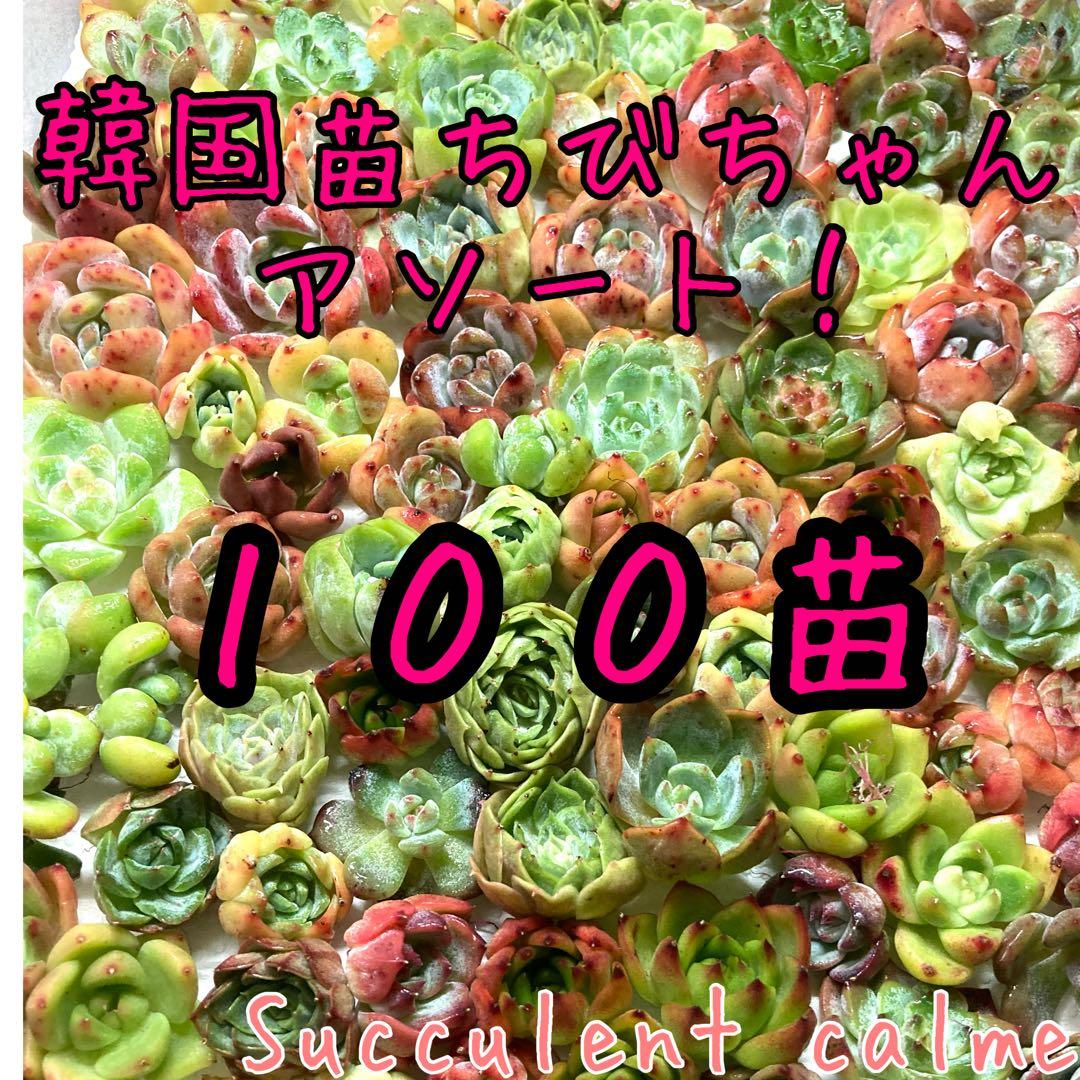 韓国苗 １００苗ちびちゃん詰め合わせ！多肉植物 MIX苗 【多肉植物説明書】付き