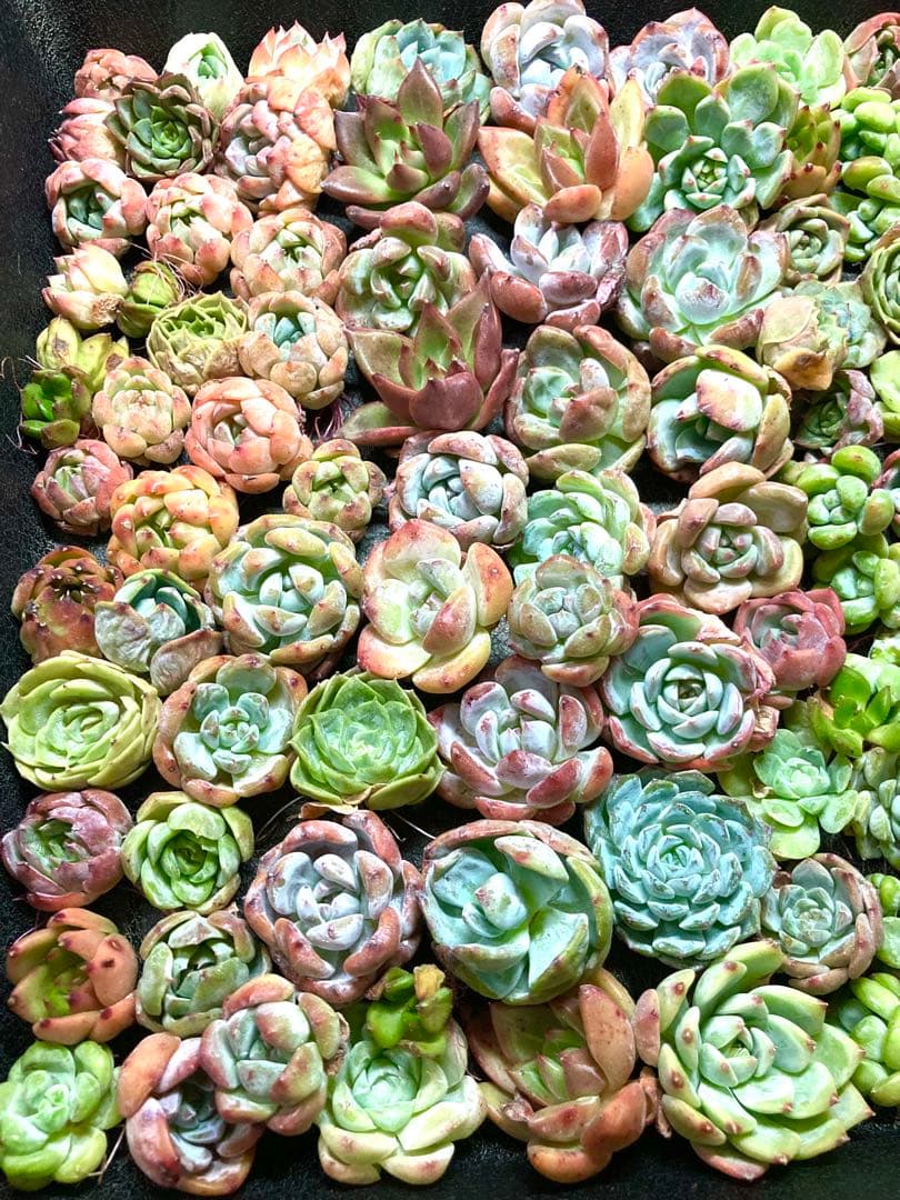 韓国苗 １００苗ちびちゃん詰め合わせ！多肉植物 MIX苗 【多肉植物説明書】付き