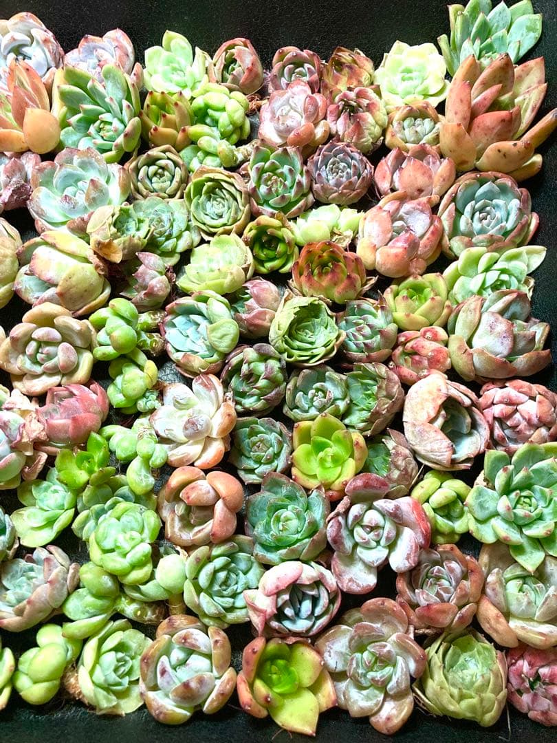 韓国苗 １００苗ちびちゃん詰め合わせ！多肉植物 MIX苗 【多肉植物説明書】付き