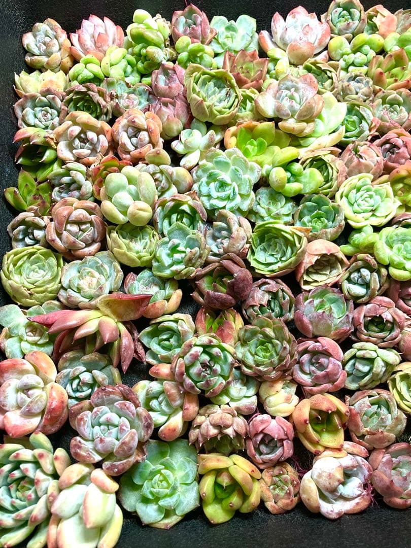 韓国苗 １００苗ちびちゃん詰め合わせ！多肉植物 MIX苗 【多肉植物説明書】付き