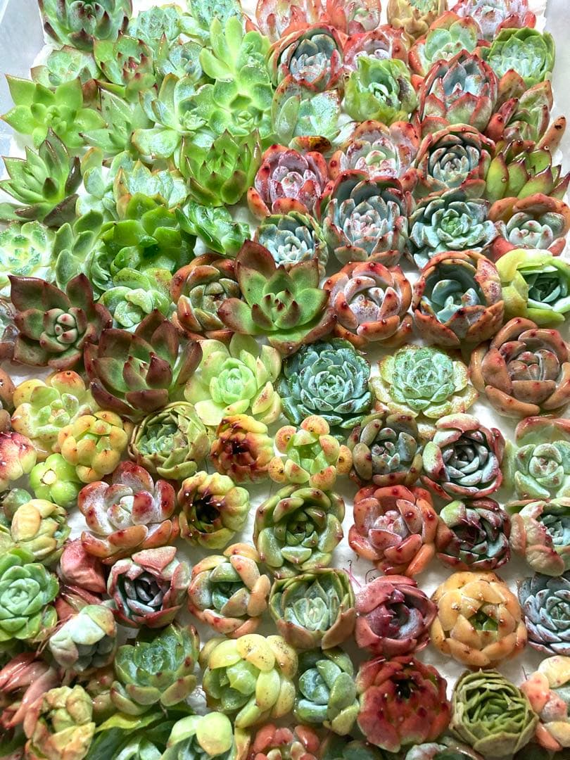 韓国苗 １００苗ちびちゃん詰め合わせ！多肉植物 MIX苗 【多肉植物説明書】付き