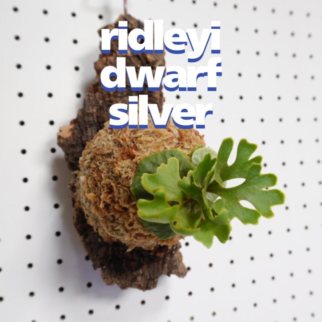 ビカクシダ リドレイ ドワーフ シルバー 小株　R-7