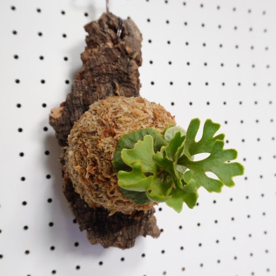 ビカクシダ リドレイ ドワーフ シルバー 小株　R-7