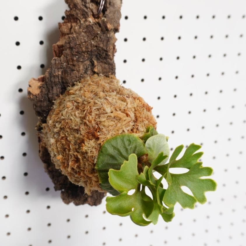 ビカクシダ リドレイ ドワーフ シルバー 小株　R-7