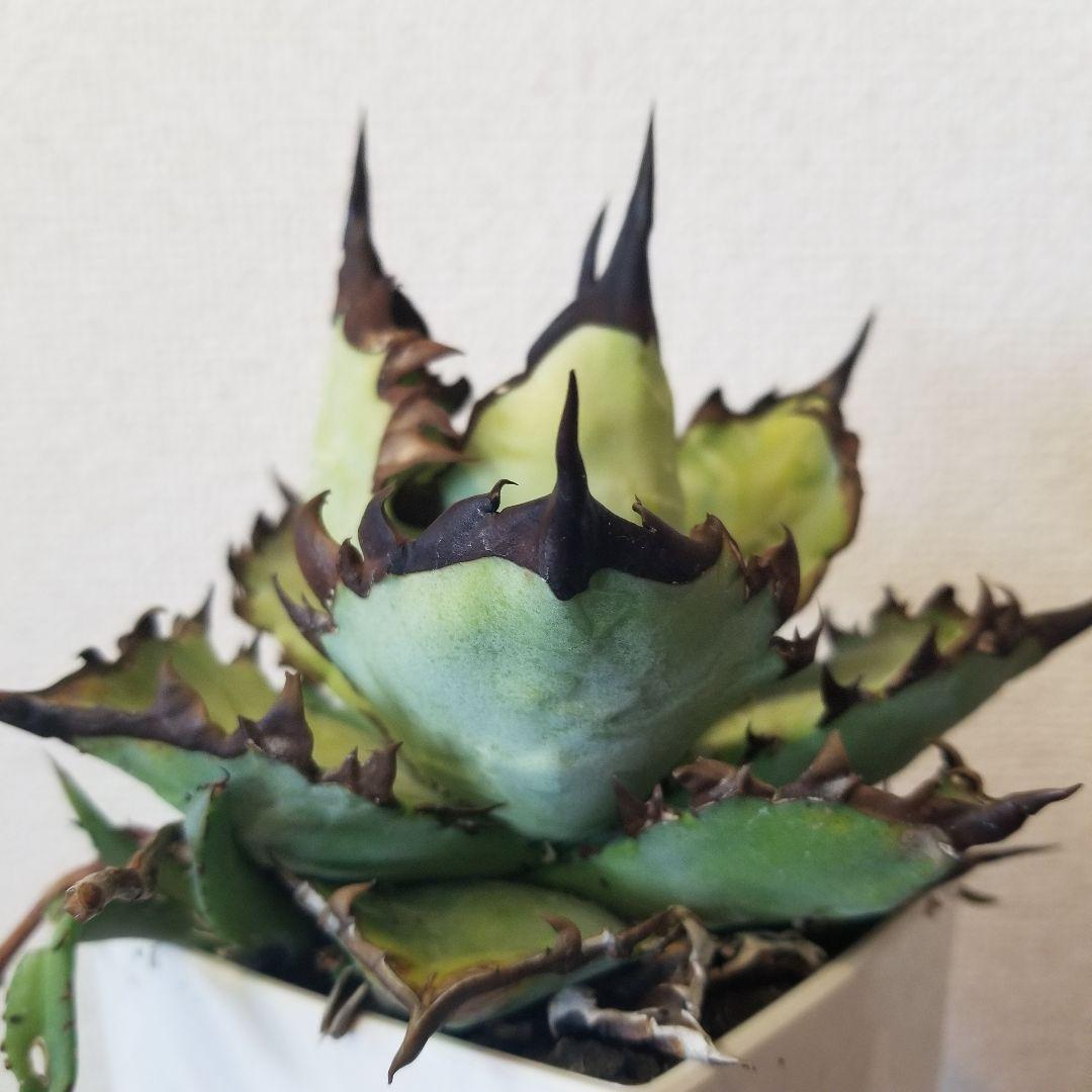 アガベ　黒棘　実生ブルー