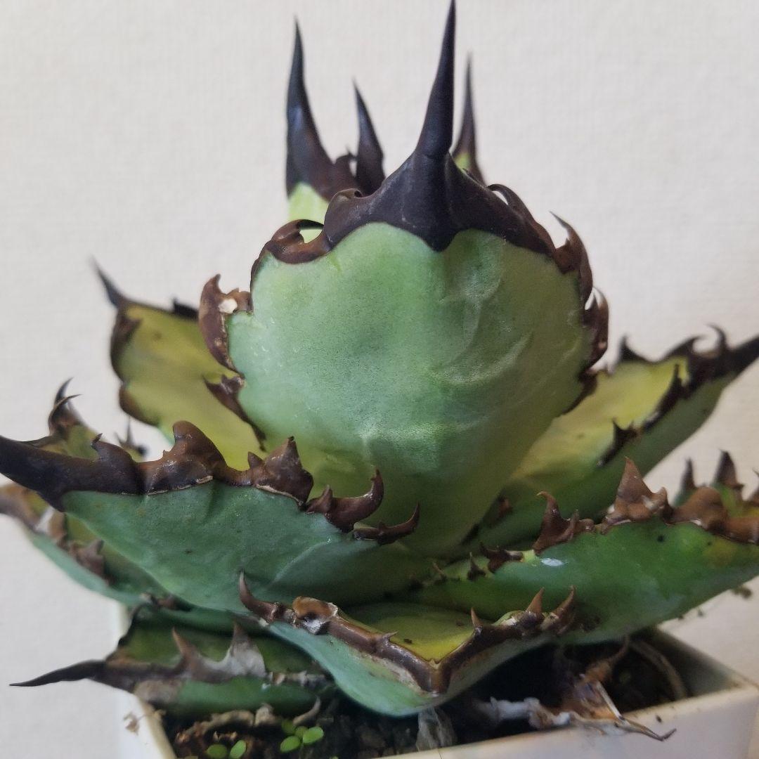 アガベ　黒棘　実生ブルー