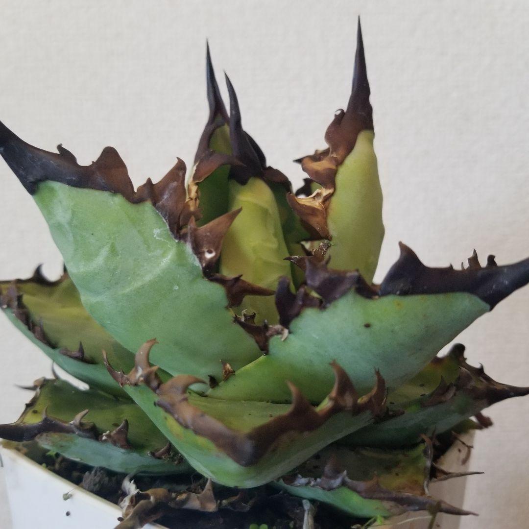 アガベ　黒棘　実生ブルー