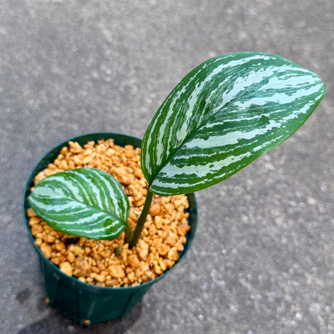 アグラオネマ ニティドゥム カーティシー　子株