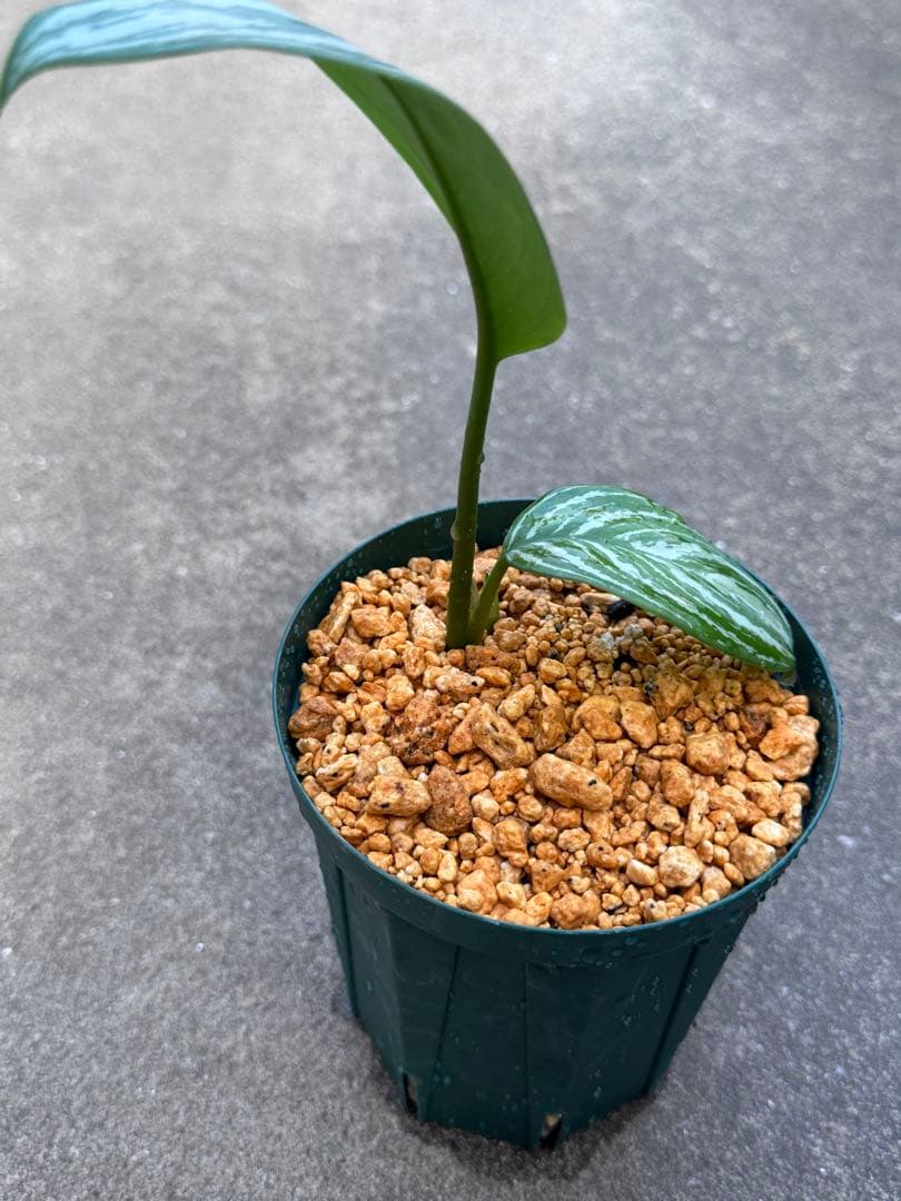 アグラオネマ ニティドゥム カーティシー　子株