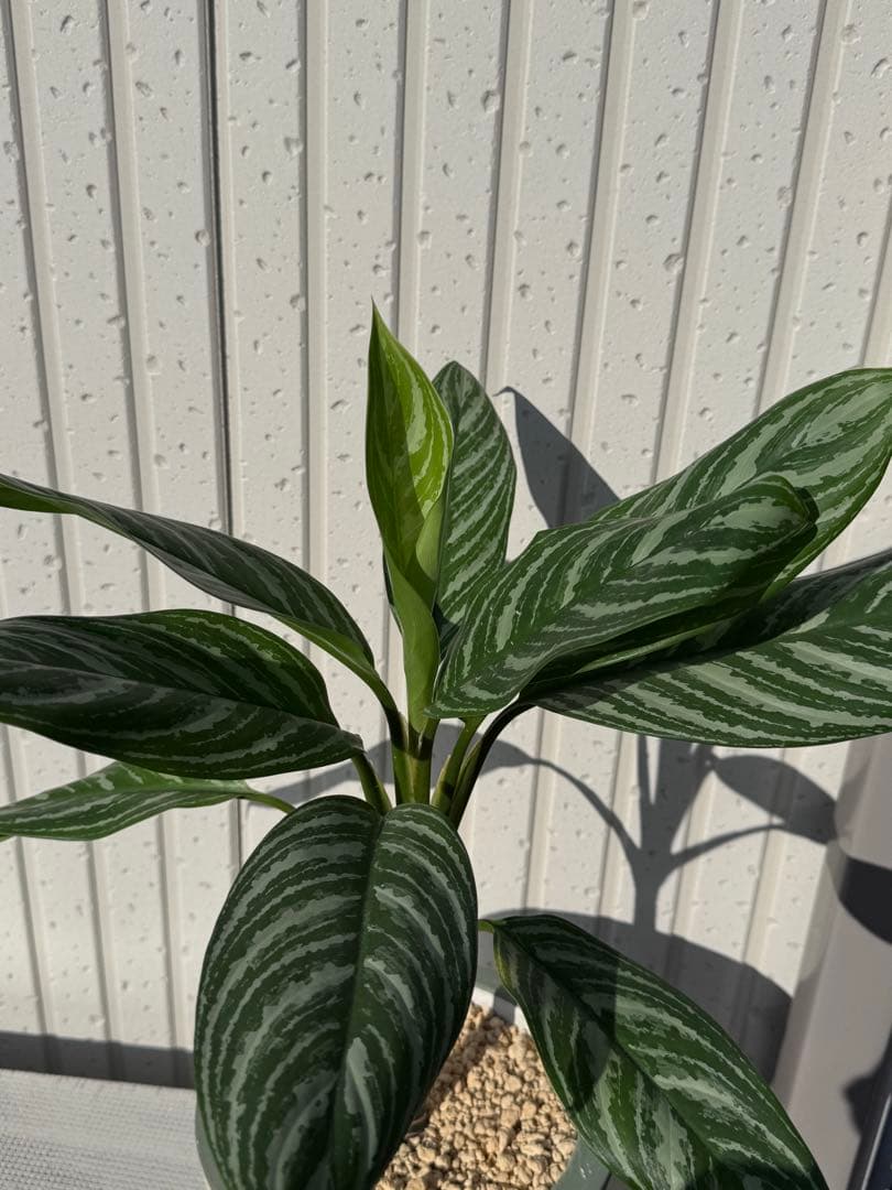 アグラオネマ ニティドゥム カーティシー　子株