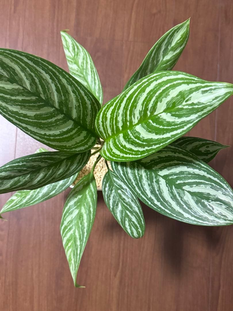 アグラオネマ ニティドゥム カーティシー　子株