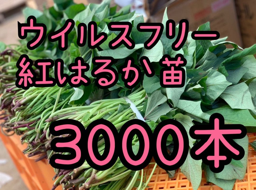【予約受付中】紅はるか苗☆ウイルスフリー 3,000本 6月下旬から発送開始