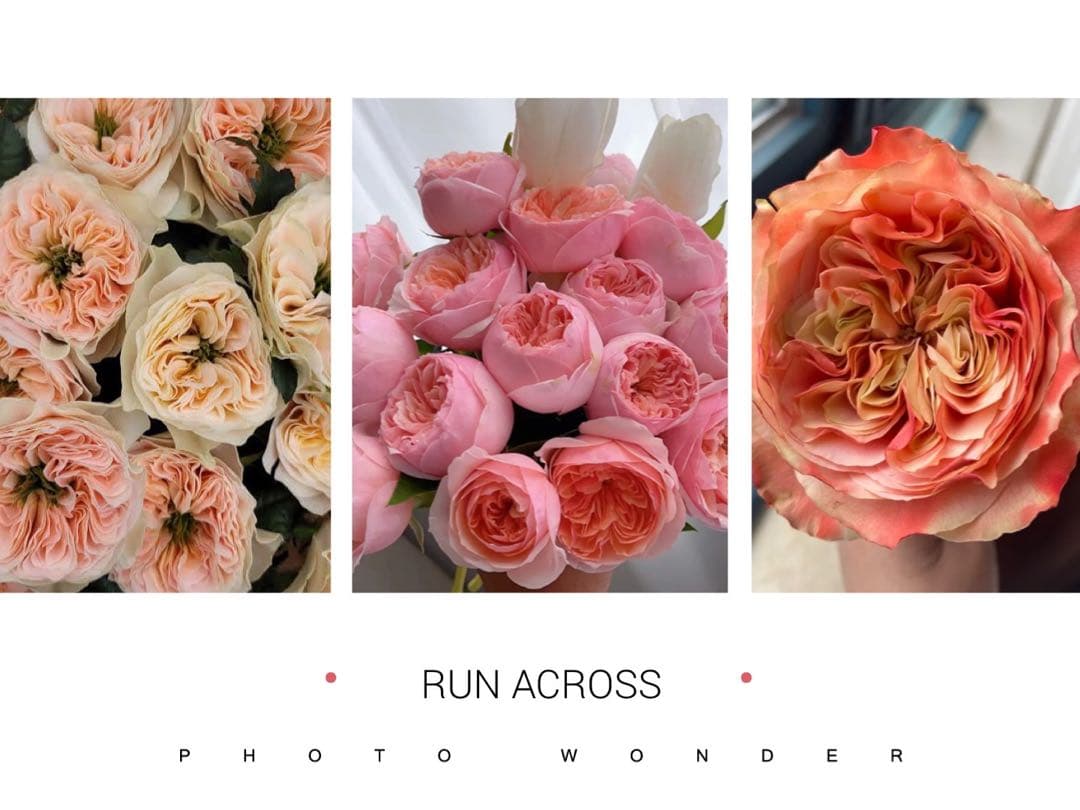 「Nguyennhung」切り花品種バラ苗　5点