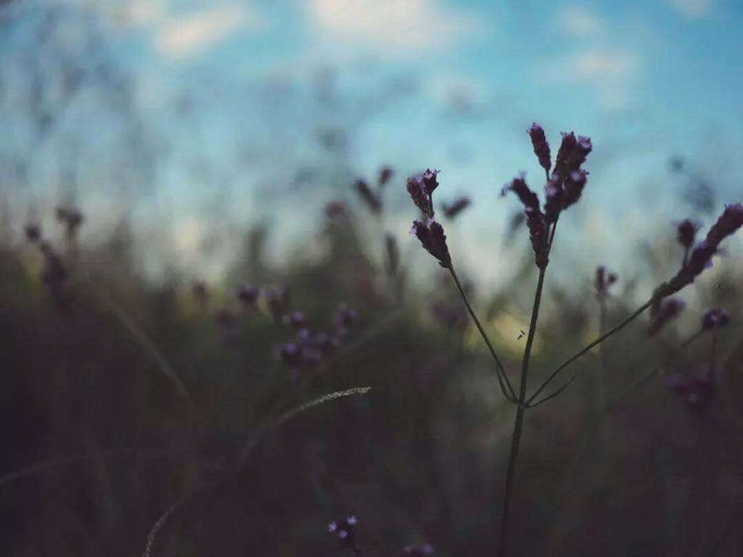 ポメころびページです＊