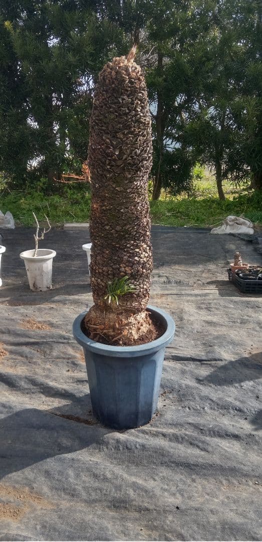 大株主のソテツ 10号プラ鉢(紺色) 高さ(鉢底から1m5cm程)