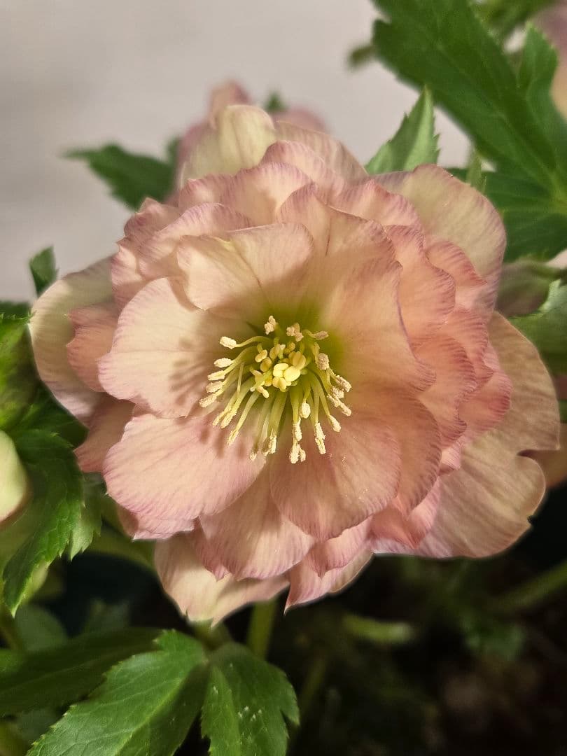 ☆クリスマスローズ☆ダブル　ライトアプリコット☆6号鉢☆