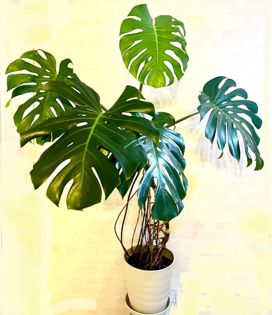 現品　大型　モンステラ・デリシオーサ　高さ165cm 大きな葉