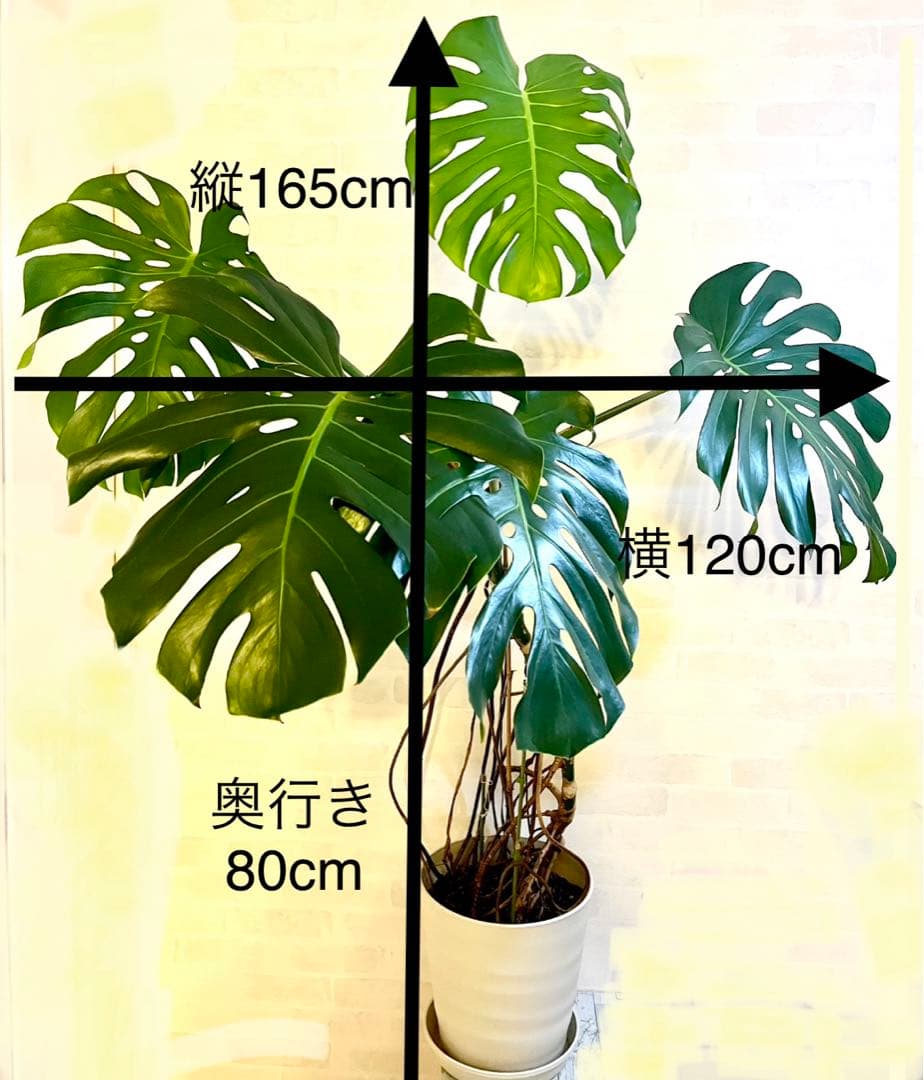 現品　大型　モンステラ・デリシオーサ　高さ165cm 大きな葉