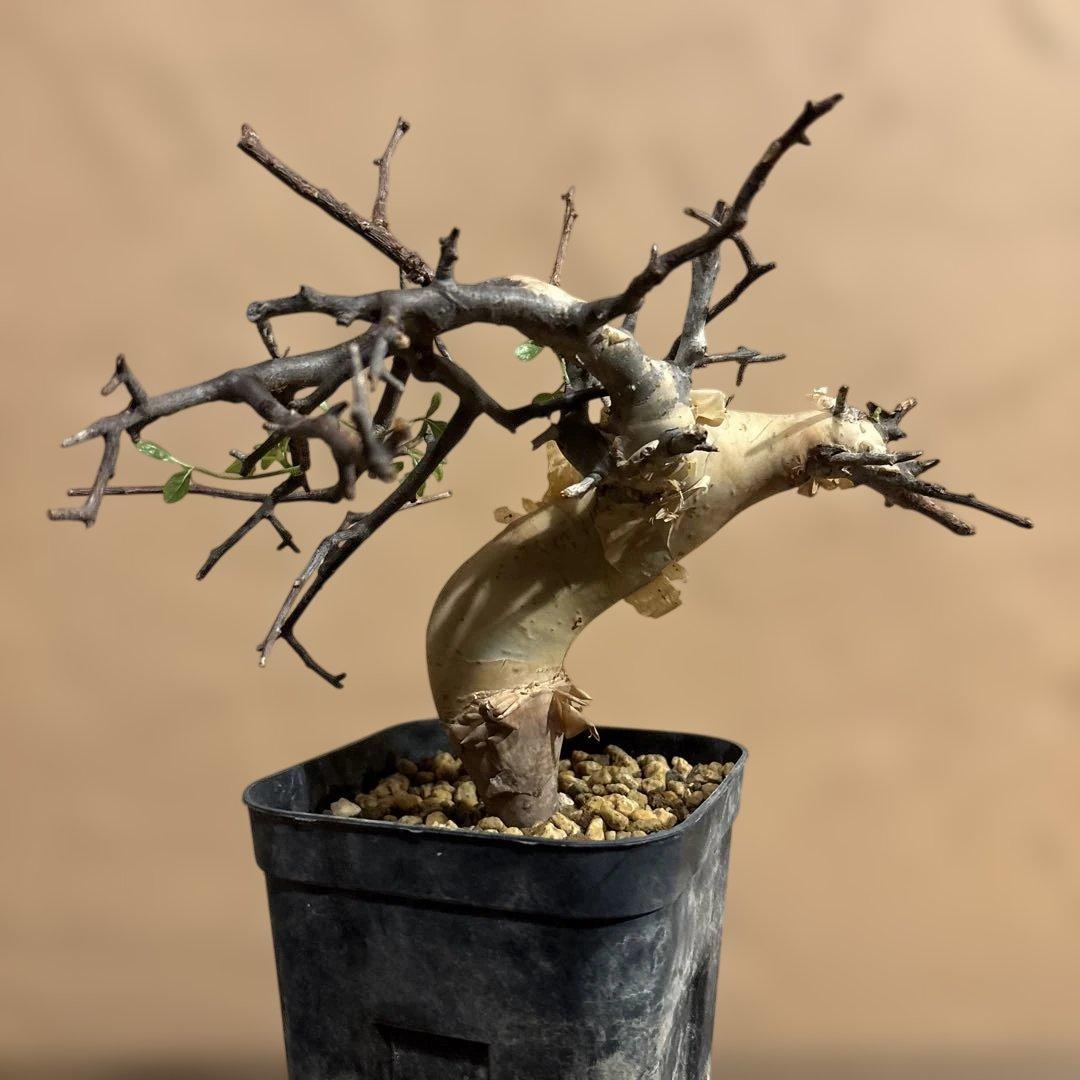 【発根済】Bコミフォラカタフ ピュア ソマリア産