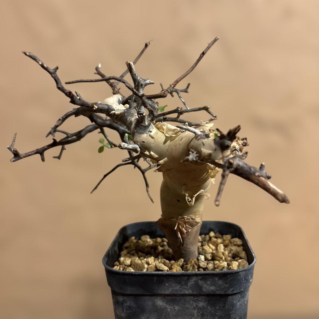 【発根済】Bコミフォラカタフ ピュア ソマリア産