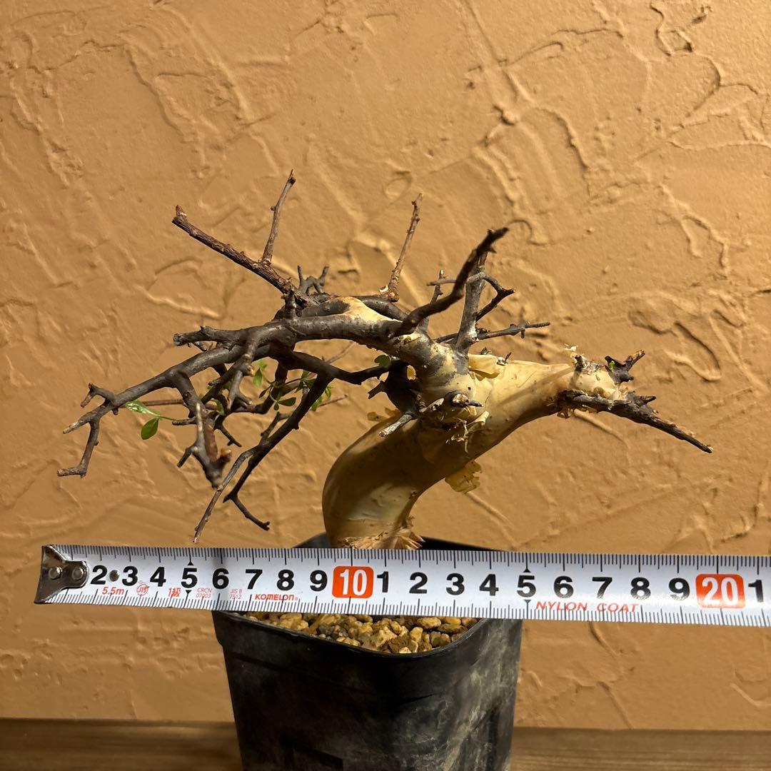 【発根済】Bコミフォラカタフ ピュア ソマリア産