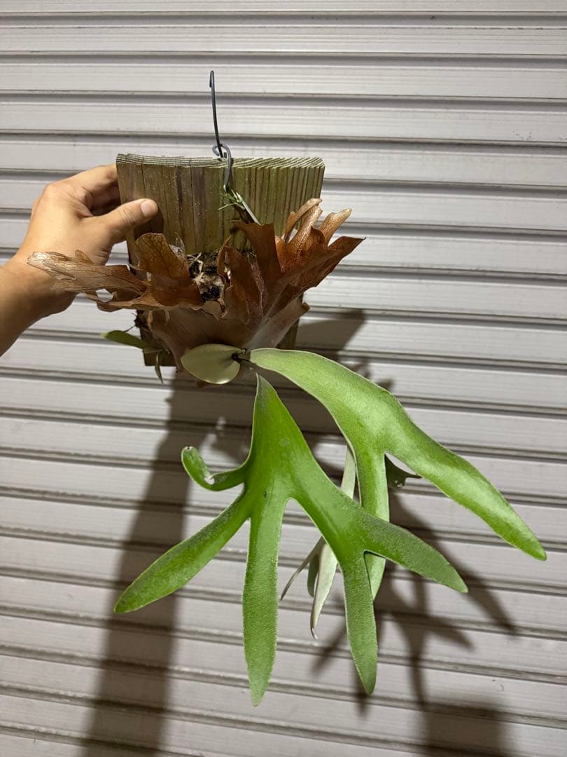 P.Paul whiter ビカクシダ ポールホワイター