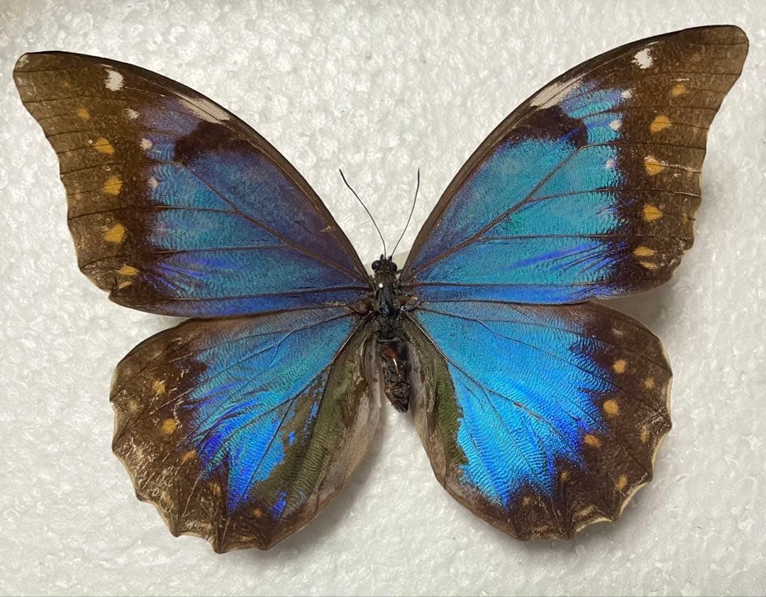 蝶 蛾 標本 アナキシビアモルフォ ♀ 希少種 モルフォ蝶