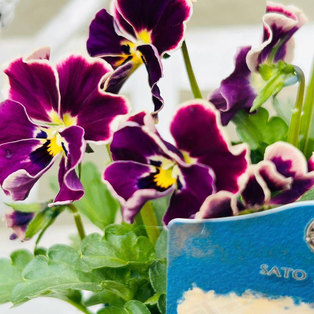 ＮＳ２９♥ サトウ園芸ヌーヴェルヴァーグ　すみれの革命♥超希少♥花苗ポットごと