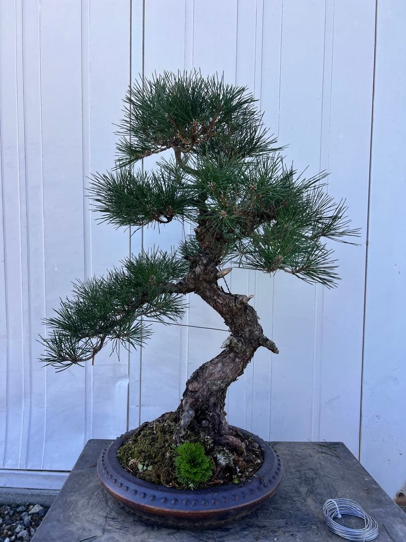 黒松　盆栽　展示会向け