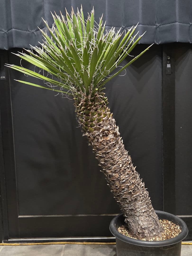 専用出品 セットリピ割 ユッカ フィリフェラ (あ) 曲がり株