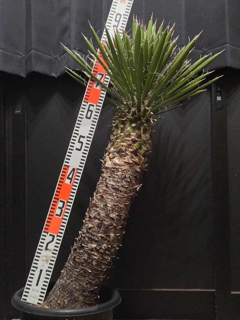 専用出品 セットリピ割 ユッカ フィリフェラ (あ) 曲がり株