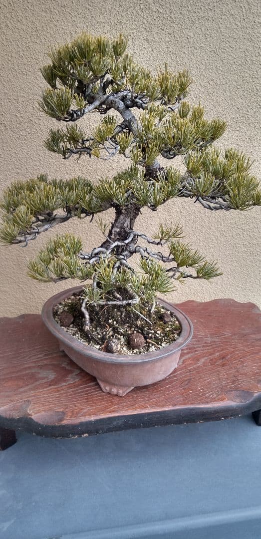 貴風盆栽五葉松