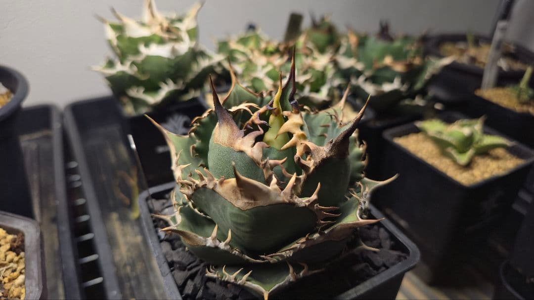 アガベ オアハカ pc-001子株