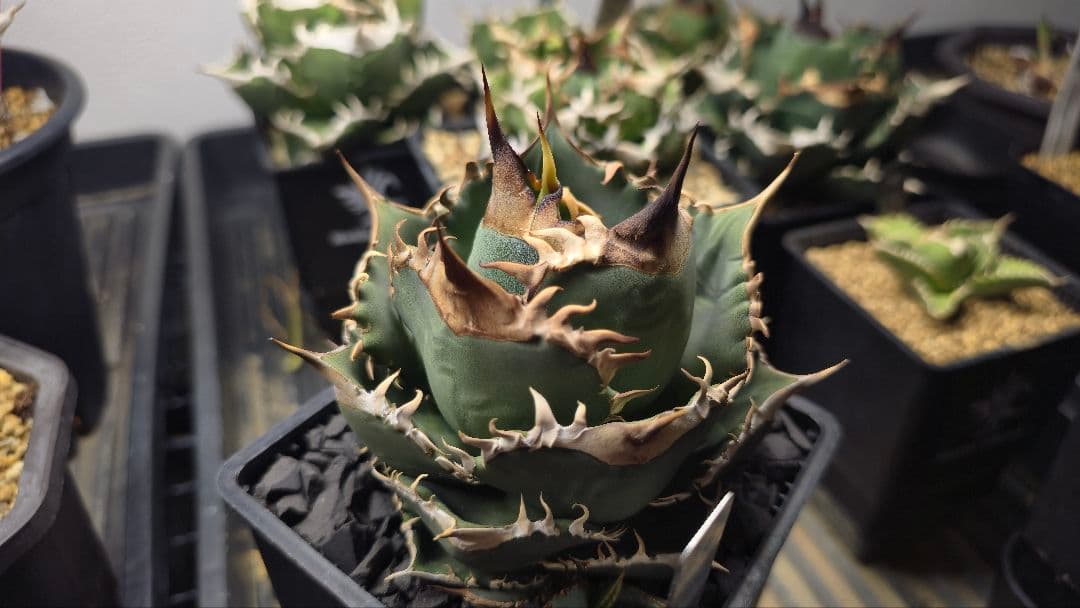 アガベ オアハカ pc-001子株