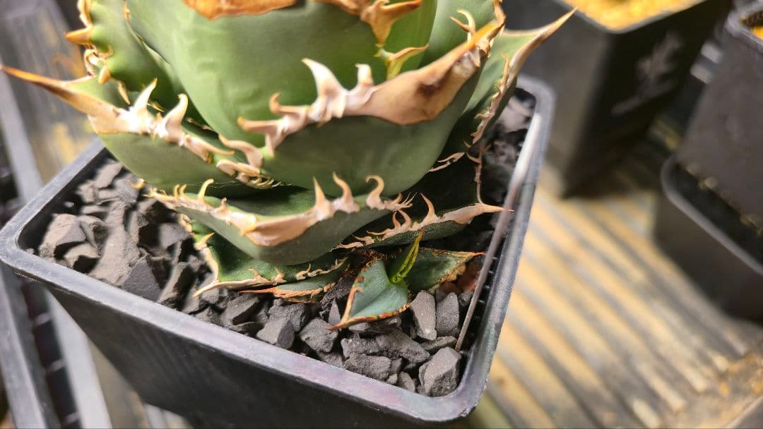 アガベ オアハカ pc-001子株