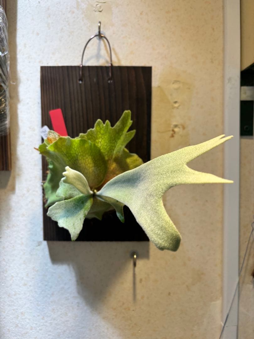 ビカクシダ P,Willinckii cv Cotton Cloud spore.