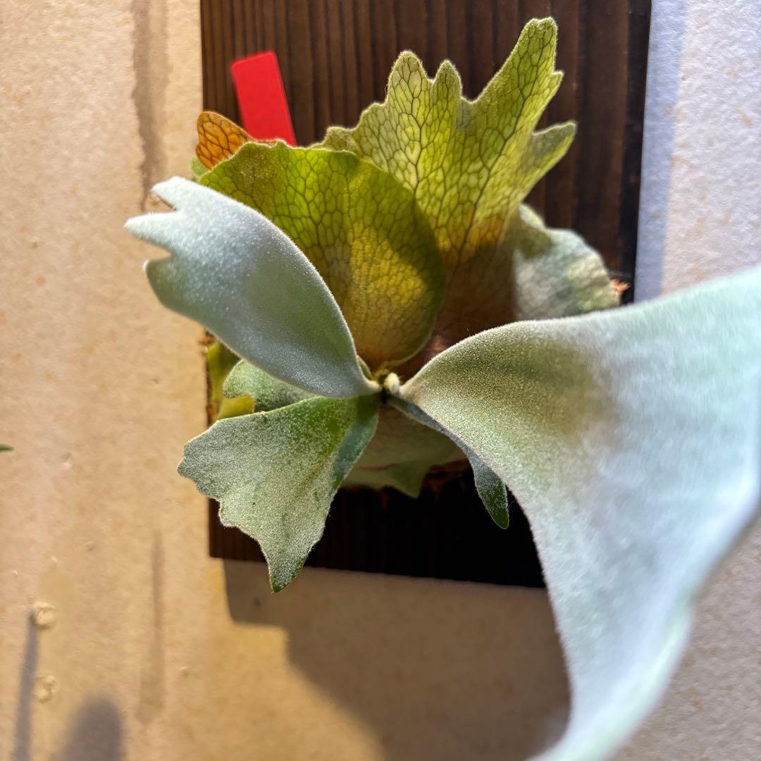 ビカクシダ P,Willinckii cv Cotton Cloud spore.