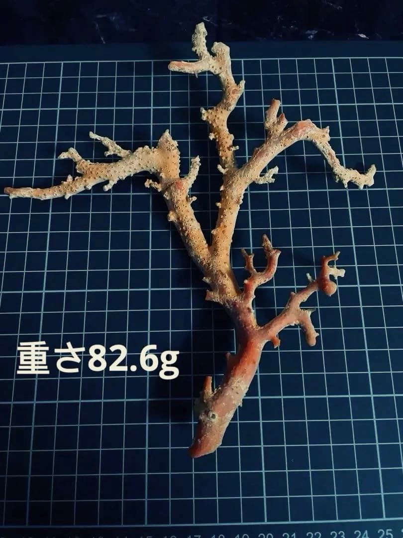 本珊瑚　赤珊瑚　桃珊瑚　珊瑚原木　珊瑚の拝見　宝石珊瑚　コーラル　天然珊瑚