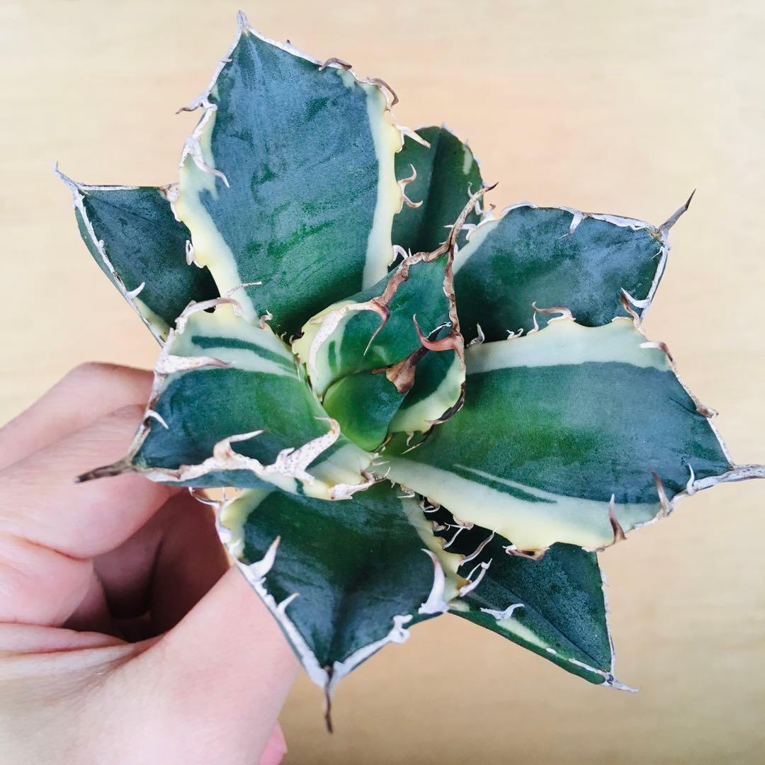 2 白鯨錦 クリーム覆輪斑 強棘 TC株 アガベ チタノタ